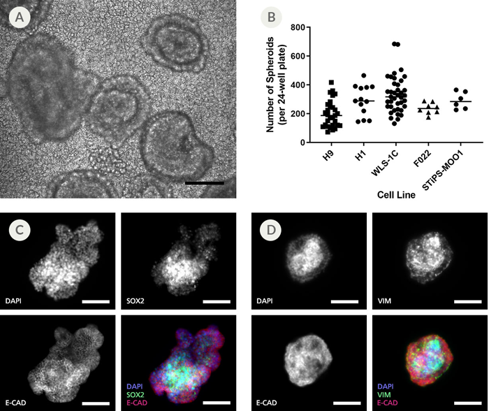 gastric-organoid-2.png