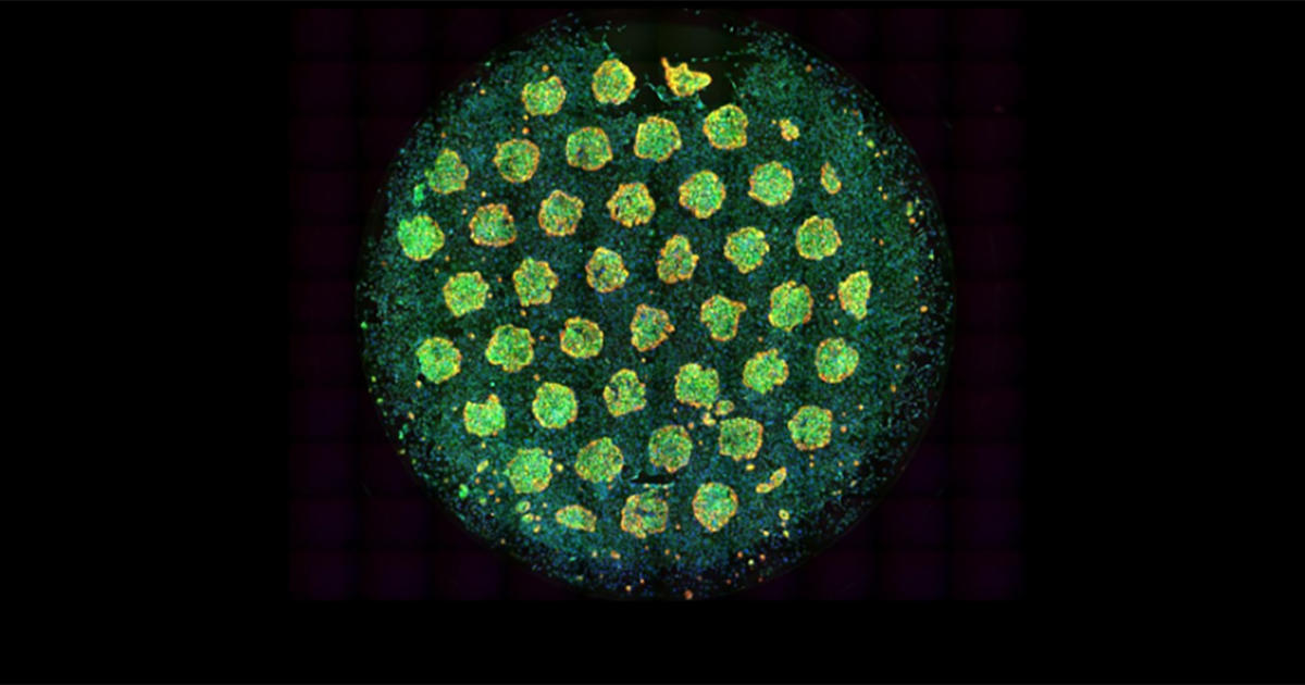 長期間安定的な<em>in vitro</em>肝機能モデル　HEPATOPAC<sup>®</sup>（BioIVT社）