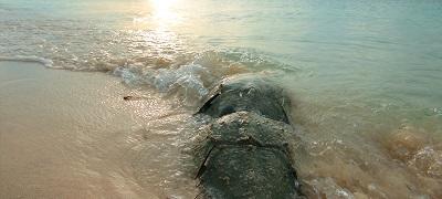 horseshoe-crab-wading-in-water.jpg