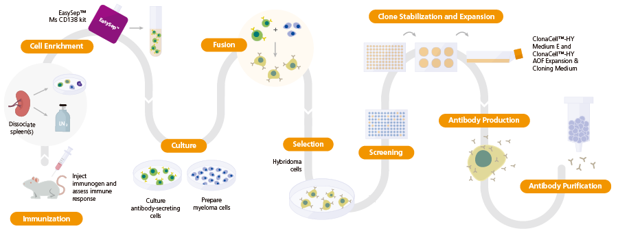 hybridoma-easysep-clonacell-fig1.png