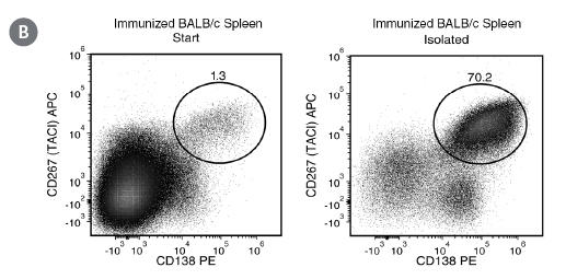 hybridoma-easysep-clonacell-fig2b.jpg