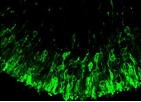 laminin organoid.jpg