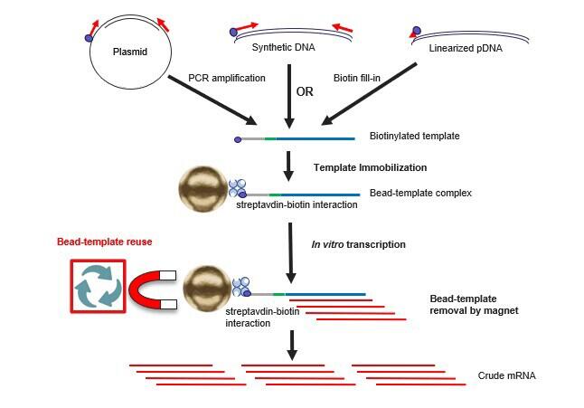 mRNA_biotin_flow.jpg