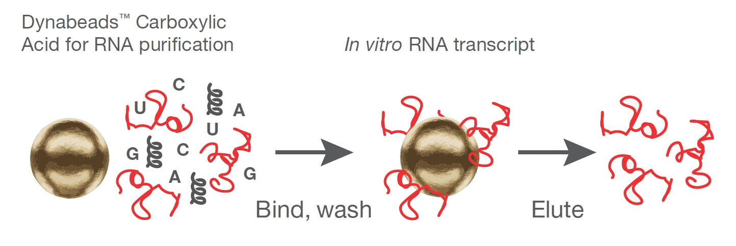 mRNA_purification_flow_2.jpg