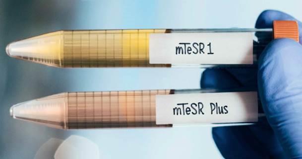 iPS細胞から膵β細胞分化に向けて - mTeSR1からmTeSR Plusへの切り替えによるラボワークの減少 研究者の声【13】