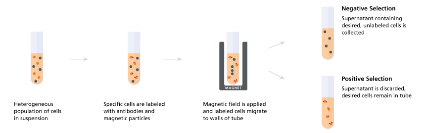 magnetic-fig-1_rev.png