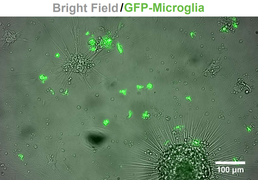 mo_microglia1.png