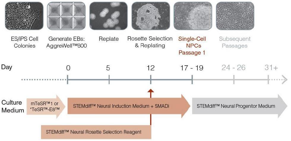 neural_induction_EB.jpg