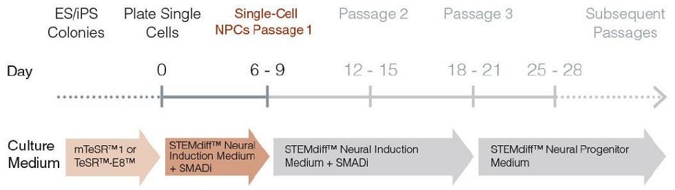 neural_induction_monolayer.jpg