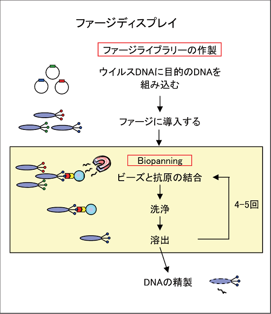 phagedisplay.png