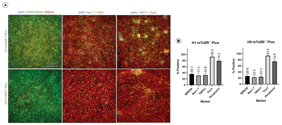 sensory-neuron-fig2.png