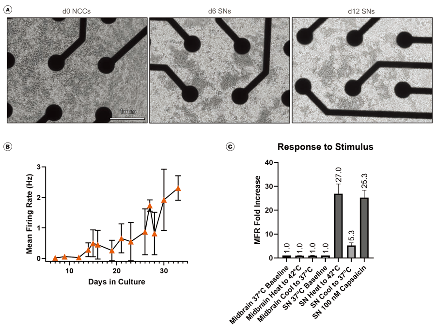 sensory-neuron-fig3.png