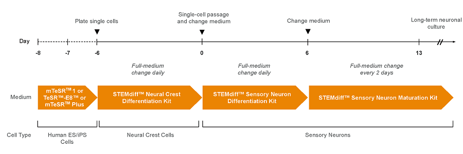 sensory-neuron-strategy.png