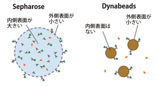 sepharose_dynabeads.png